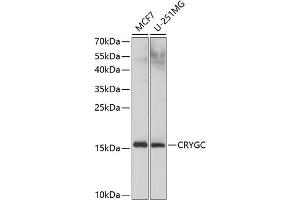 Western blot analysis of extracts of various cell lines, using CRYGC antibody (ABIN6130868, ABIN6139079, ABIN6139080 and ABIN6224977) at 1:1000 dilution. (CRYGC 抗体  (AA 1-174))