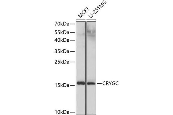 CRYGC 抗体  (AA 1-174)