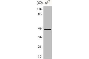 Western Blot analysis of HeLa cells using AW-1 Polyclonal Antibody (ZNF174 抗体  (Internal Region))