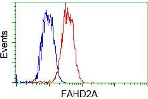 Image no. 6 for anti-Fumarylacetoacetate Hydrolase Domain Containing 2A (FAHD2A) antibody (ABIN1498182) (FAHD2A 抗体)
