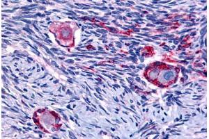 Anti-NUR77 antibody  ABIN1049160 IHC staining of human ovary. (NR4A1 抗体  (N-Term))