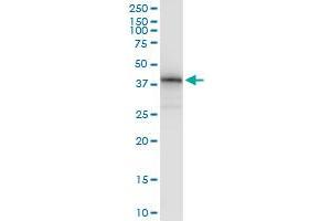 Immunoprecipitation of MSI1 transfected lysate using anti-MSI1 MaxPab rabbit polyclonal antibody and Protein A Magnetic Bead , and immunoblotted with MSI1 purified MaxPab mouse polyclonal antibody (B01P) . (MSI1 抗体  (AA 1-362))