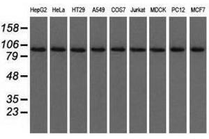 Image no. 1 for anti-Ubiquitin Specific Peptidase 5 (USP5) antibody (ABIN1501691) (USP5 抗体)