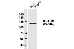 Lane 1: 293T lysates Lane 2: HepG2 lysates probed with gp130 (Ser782) Polyclonal Antibody, Unconjugated  at 1:300 dilution and 4˚C overnight incubation.
