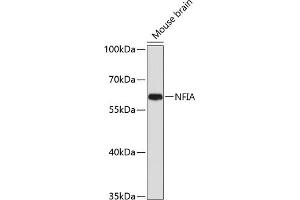 Western blot analysis of extracts of mouse brain, using NFIA antibody (ABIN1681040, ABIN3017626, ABIN3017627 and ABIN6220178) at 1:1000 dilution. (NFIA 抗体  (AA 180-330))