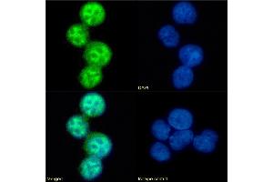 Immunofluorescence staining of fixed U937 cells with anti-CCR5 (phosphoserine 337) antibody V14/2. (Recombinant CCR5 抗体  (pSer337))