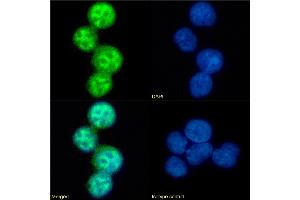 Immunofluorescence staining of fixed U937 cells with anti-CCR5 (phosphoserine 337) antibody V14/2. (Recombinant CCR5 抗体  (pSer337))