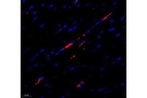 Immunofluorescence of paraffin embedded rat heart using MTND5 (ABIN7074659) at dilution of 1: 400 (400x lens) (MT-ND5 抗体)