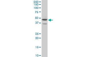 SEPT5 MaxPab rabbit polyclonal antibody. (Septin 5 抗体  (AA 1-369))