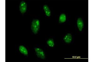 Immunofluorescence of purified MaxPab antibody to GADD45G on HeLa cell. (GADD45G 抗体  (AA 1-159))
