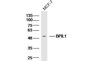 MCF-7 Cell lysates probed with BPIL1 Polyclonal Antibody, unconjugated  at 1:300 overnight at 4°C followed by a conjugated secondary antibody for 60 minutes at 37°C. (BPIL1 抗体  (AA 1-100))