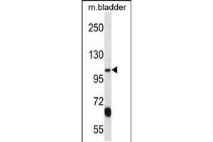 Western blot analysis in mouse bladder tissue lysates (35ug/lane). (KCNQ3 抗体  (C-Term))