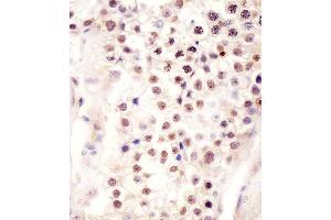 B staining FSTL3 in human testis tissue sections by Immunohistochemistry (IHC-P - paraformaldehyde-fixed, paraffin-embedded sections). (FSTL3 抗体  (C-Term))
