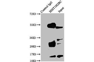 Immunoprecipitating HIST1H2BC in A549 whole cell lysate Lane 1: Rabbit control IgG instead of ABIN7139174 in A549 whole cell lysate. (Histone H2B 抗体  (acLys24))