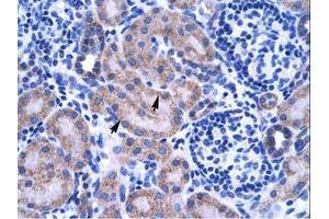 Image no. 1 for anti-Zinc Finger Protein 134 (ZNF134) (AA 128-177) antibody (ABIN203066) (ZNF134 抗体  (AA 128-177))