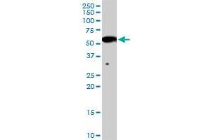 INHBB MaxPab rabbit polyclonal antibody. (INHBB 抗体  (AA 1-407))