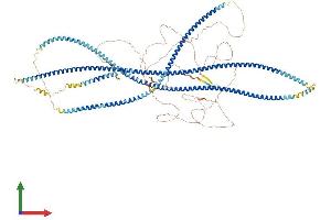 AlphaFold protein structure predicition of Mouse Recombinant Filip1l Protein, UniprotID Q6P6L0