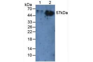 Western blot analysis of (1) Rat Liver Tissue and (2) Rat Skin Tissue. (CEACAM1 抗体  (AA 35-143))