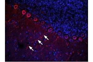 Expression of CXCR4 in rat cerebellum - Immunohistochemical staining of rat cerebellum frozen section using Anti-CXCR4 (extracellular) Antibody (ABIN7043040, ABIN7044166 and ABIN7044167), (1:100). (CXCR4 抗体  (Extracellular))
