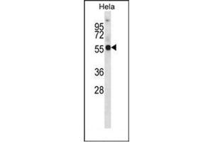 Western blot analysis of KCNA1 Antibody (Center) in Hela cell line lysates (35ug/lane). (KCNA1 抗体  (Middle Region))