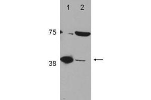 Western Blot of Rabbit Anti-POLß (DNA polymerase beta) Antibody (). (POLB 抗体  (C-Term))