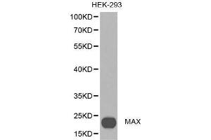 Western blot analysis of extracts of HEX-293 cell lines, using MAX antibody. (MAX 抗体  (AA 1-160))