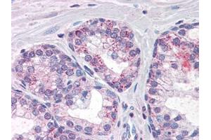 Image no. 1 for anti-phosphodiesterase 11A (PDE11A) (Internal Region) antibody (ABIN372893) (PDE11A 抗体  (Internal Region))