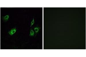 Immunofluorescence analysis of A549 cells, using OR4K3 Antibody. (OR4K3 抗体  (AA 266-315))