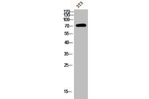 Western Blot analysis of 3T3 cells using Phospho-Syk (Y348) Polyclonal Antibody (SYK 抗体  (pTyr348))