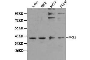 Western Blotting (WB) image for anti-Induced Myeloid Leukemia Cell Differentiation Protein Mcl-1 (MCL1) antibody (ABIN1873660) (MCL-1 抗体)