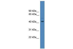 WB Suggested Anti-SERPINE1 Antibody Titration: 0. (PAI1 抗体  (Middle Region))