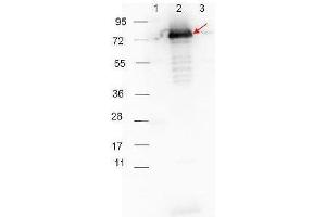 HRP-conjugated Goat-Anti-Rabbit  secondary antibody was used at 1:40,000 in ABIN925618 blocking buffer to detect a rabbit primary antibody by Western Blot. (山羊 anti-兔 IgG (Heavy & Light Chain) Antibody (HRP))