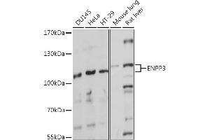 Western blot analysis of extracts of various cell lines, using ENPP3 Rabbit pAb (ABIN7266898) at 1:1000 dilution. (ENPP3 抗体  (AA 646-875))