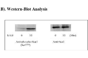 Image no. 6 for Signal Transducer and Activator of Transcription 1, 91kDa (STAT1) ELISA Kit (ABIN1981811) (STAT1 ELISA 试剂盒)