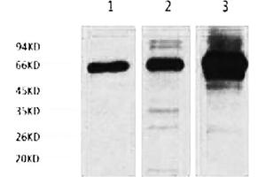 Western blot analysis of 1) Hela, 2) Rat Heart tissue, 3) Mouse Spleen tissue, diluted at 1:2000.