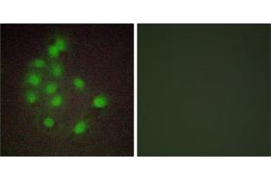Peptide - +Immunofluorescence analysis of A549 cells, using HAND1 antibody. (HAND1 抗体  (Internal Region))