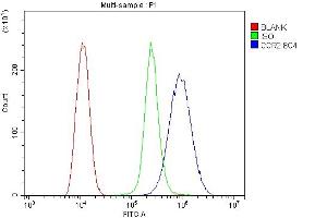 Flow Cytometry analysis of THP-1 cells using anti- CCR2 antibody (ABIN7598970).