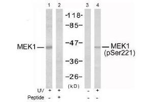 Image no. 1 for anti-Mitogen-Activated Protein Kinase Kinase 1 (MAP2K1) (pSer221), (pSer222) antibody (ABIN196888) (MEK1 抗体  (pSer221, pSer222))