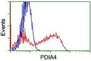 HEK293T cells transfected with either RC204041 overexpress plasmid (Red) or empty vector control plasmid (Blue) were immunostained by anti-PDIA4 antibody (ABIN2455261), and then analyzed by flow cytometry. (PDIA4 抗体)
