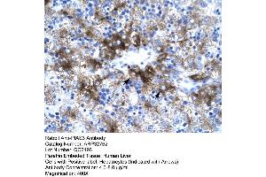 Human Liver (PIAS3 抗体  (C-Term))