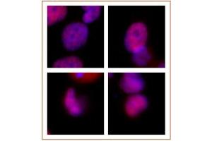 Rad21 antibody (mAb) tested by immunofluorescence. (RAD21 抗体  (N-Term))