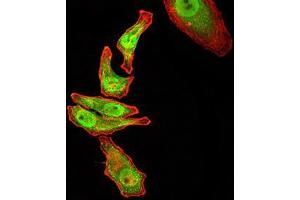 Immunocytochemistry (ICC) image for anti-RAN, Member RAS Oncogene Family (RAN) (AA 1-216) antibody (ABIN5876159) (RAN 抗体  (AA 1-216))
