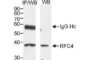 Immunoprecipitation (IP) image for anti-Replication Factor C (Activator 1) 4, 37kDa (RFC4) (AA 1-50) antibody (ABIN7449169)