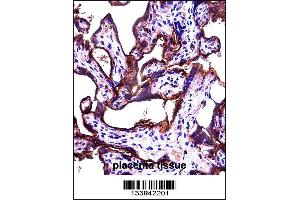 ALPPL2 Antibody immunohistochemistry analysis in formalin fixed and paraffin embedded human placenta tissue followed by peroxidase conjugation of the secondary antibody and DAB staining. (ALPPL2 抗体  (N-Term))