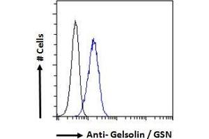 ABIN185735 Flow cytometric analysis of paraformaldehyde fixed HeLa cells (blue line), permeabilized with 0. (Gelsolin 抗体  (Internal Region))
