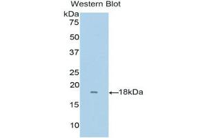 Western Blotting (WB) image for anti-Ribonuclease, RNase A Family, 8 (RNASE8) (AA 19-154) antibody (ABIN1176032)