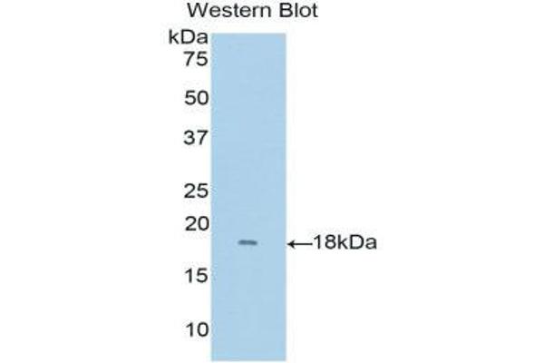 RNASE8 antibody  (AA 19-154)