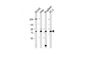 Western Blot at 1:2000 dilution Lane 1: DU145 whole cell lysate Lane 2: Hela whole cell lysate Lane 3: mouse spleen lysate Lane 4: PC-3 whole cell lysate Lysates/proteins at 20 ug per lane. (SYVN1 抗体  (C-Term))