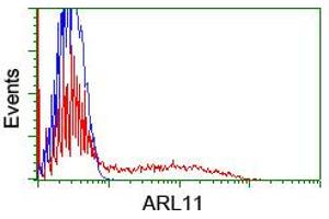Image no. 2 for anti-ADP-Ribosylation Factor-Like 11 (ARL11) antibody (ABIN1496713) (ARL11 抗体)