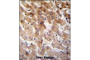 MBTD1 Antibody immunohistochemistry analysis in formalin fixed and paraffin embedded human liver tissue followed by peroxidase conjugation of the secondary antibody and DAB staining. (MBTD1 抗体  (C-Term))